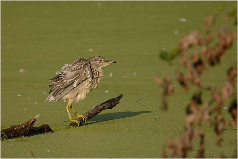 Nachtreiher (Nycticorax nycticorax)