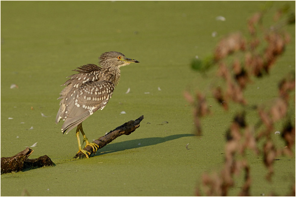 Nachtreiher (Nycticorax nycticorax)