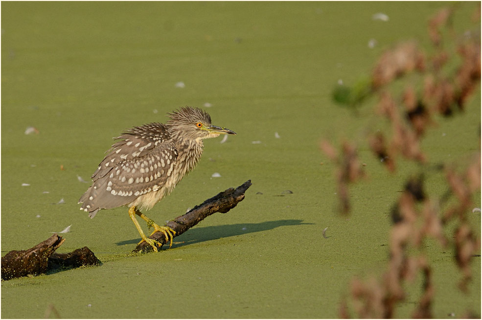 Nachtreiher (Nycticorax nycticorax)