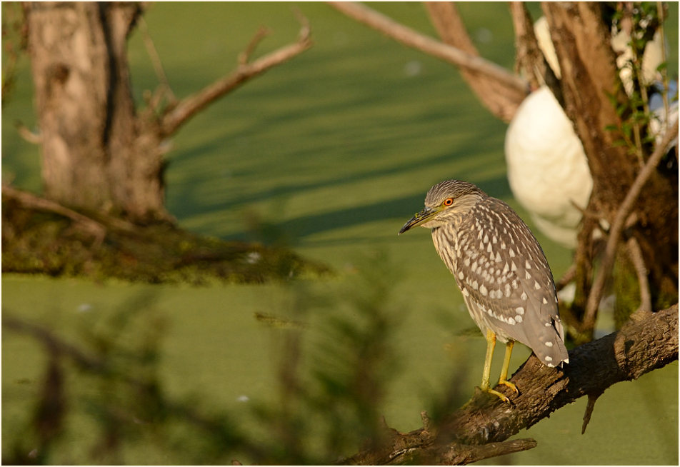 Nachtreiher (Nycticorax nycticorax)