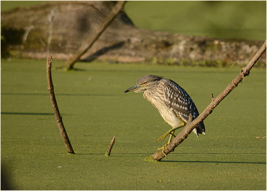 Nachtreiher (Nycticorax nycticorax)
