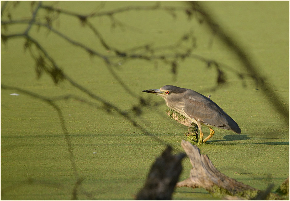 Nachtreiher (Nycticorax nycticorax)