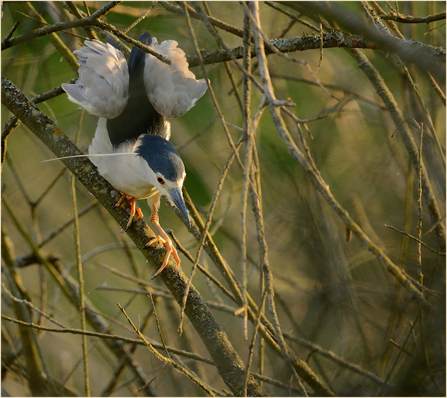 Nachtreiher (Nycticorax nycticorax)