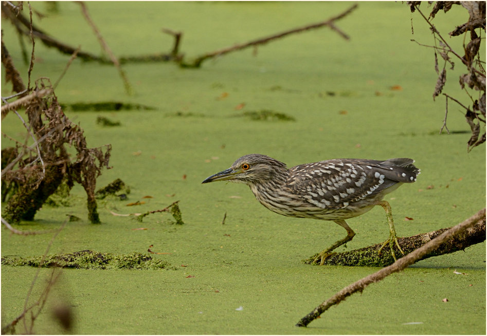  Nachtreiher (Nycticorax nycticorax)