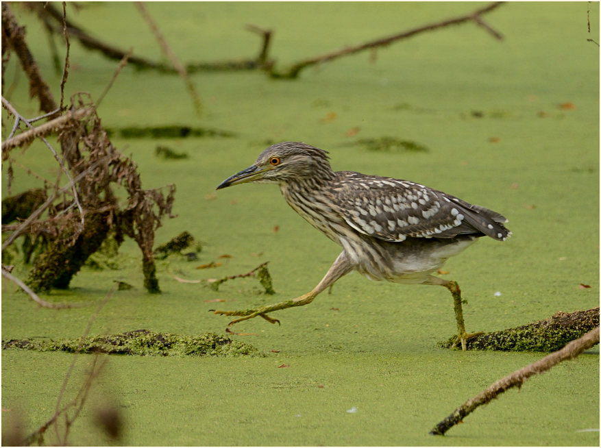  Nachtreiher (Nycticorax nycticorax)