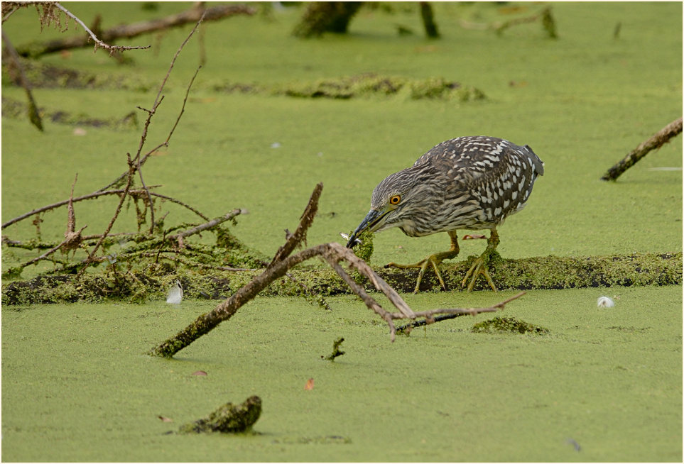  Nachtreiher (Nycticorax nycticorax)