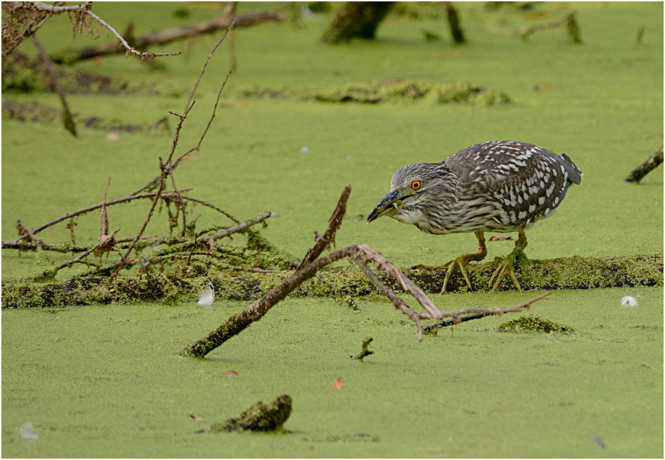  Nachtreiher (Nycticorax nycticorax)
