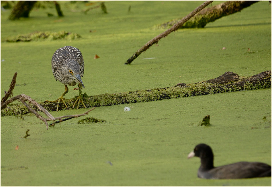  Nachtreiher (Nycticorax nycticorax)