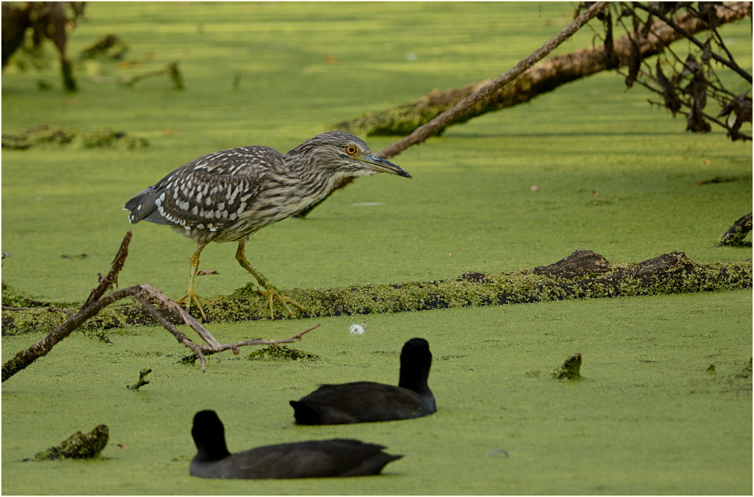  Nachtreiher (Nycticorax nycticorax)