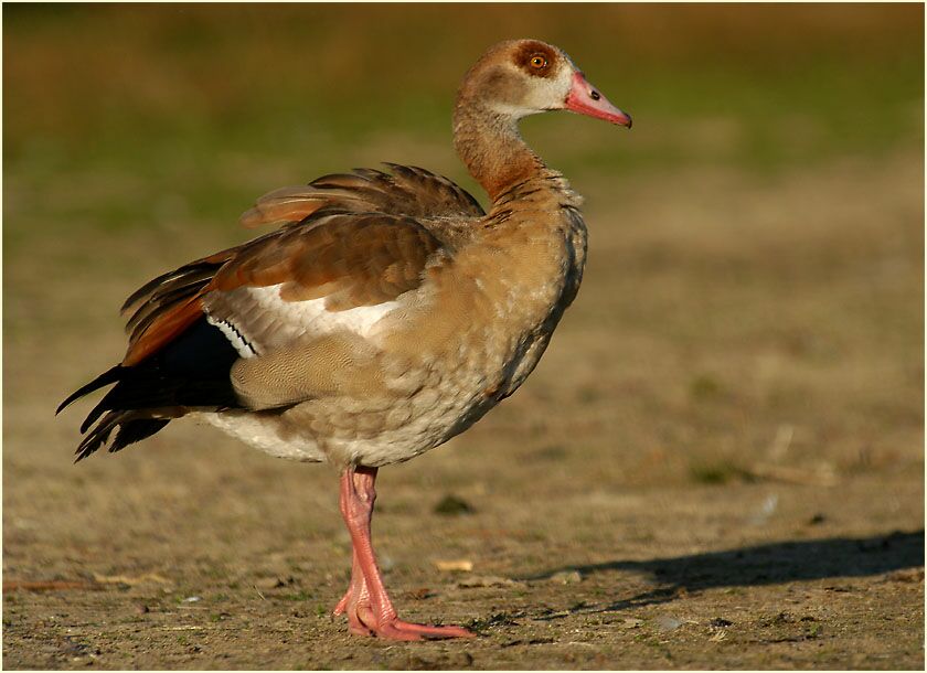 Nilgans (Alopochen aegyptiacus)