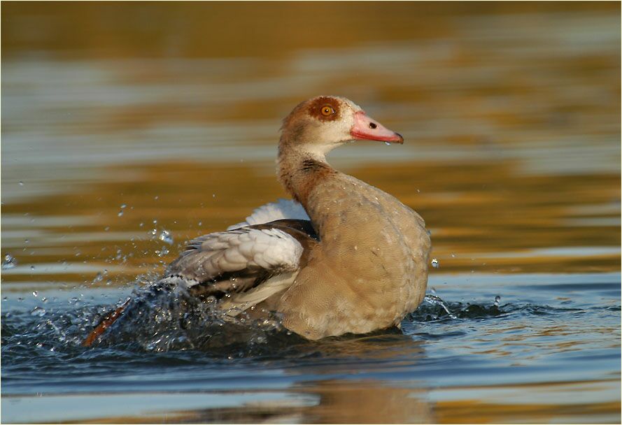 Nilgans (Alopochen aegyptiacus)