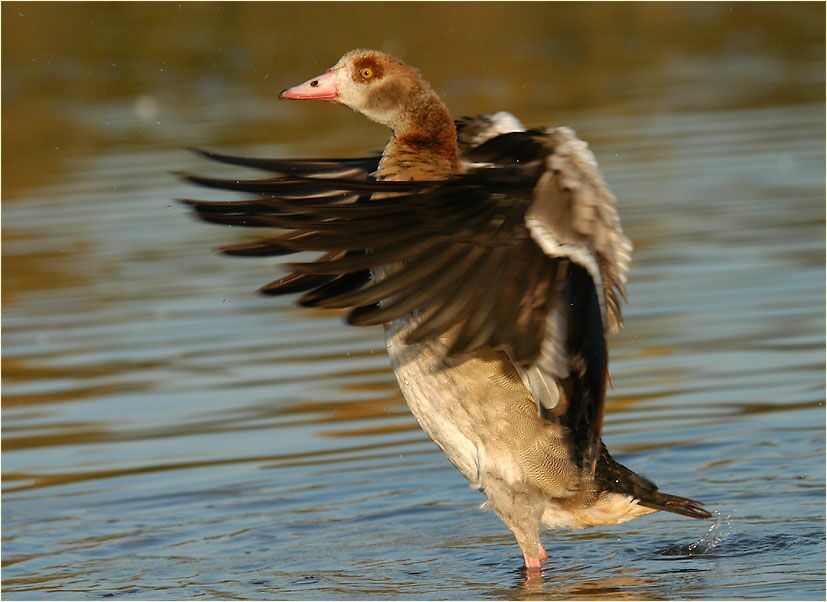 Nilgans (Alopochen aegyptiacus)