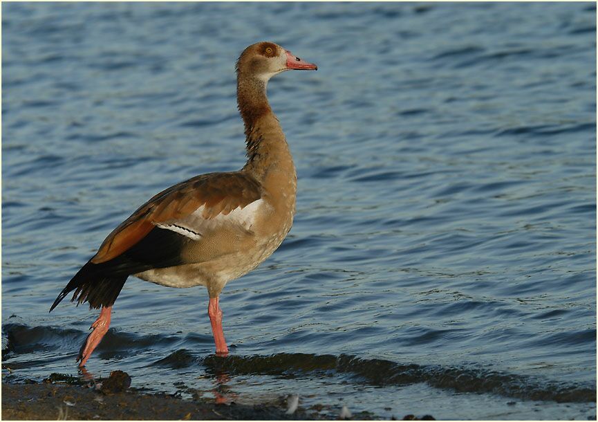 Nilgans (Alopochen aegyptiacus)