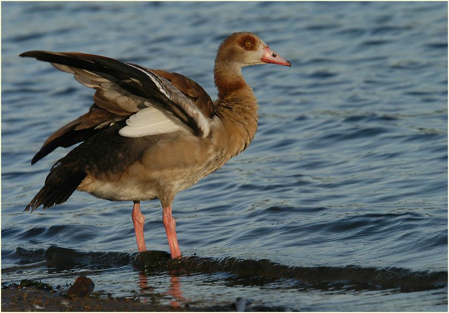 Nilgans (Alopochen aegyptiacus)