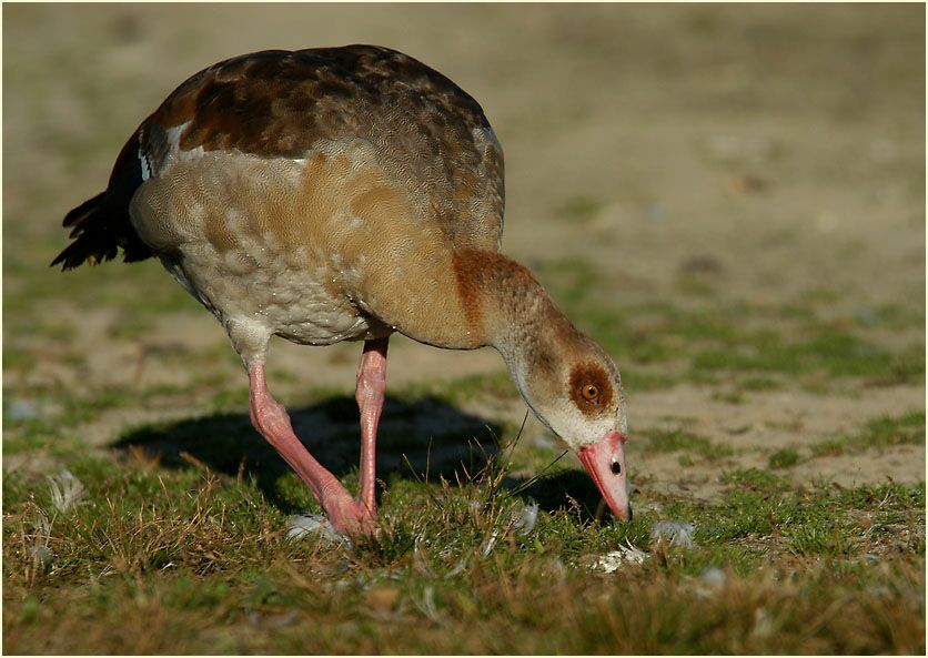 Nilgans (Alopochen aegyptiacus)