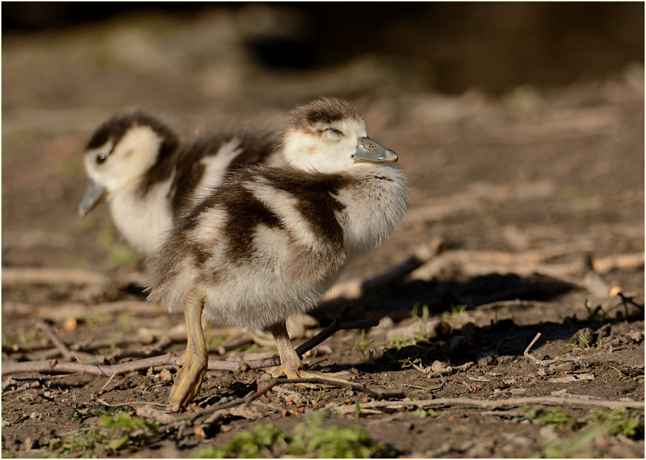 Nilgans (Alopochen aegyptiacus)