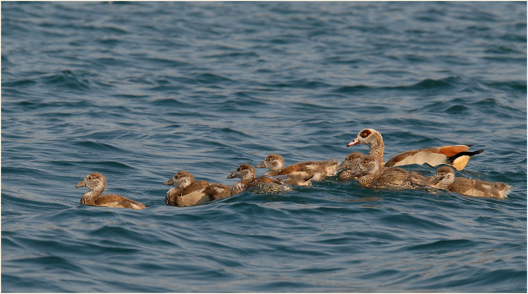 Nilgans (Alopochen aegyptiacus)