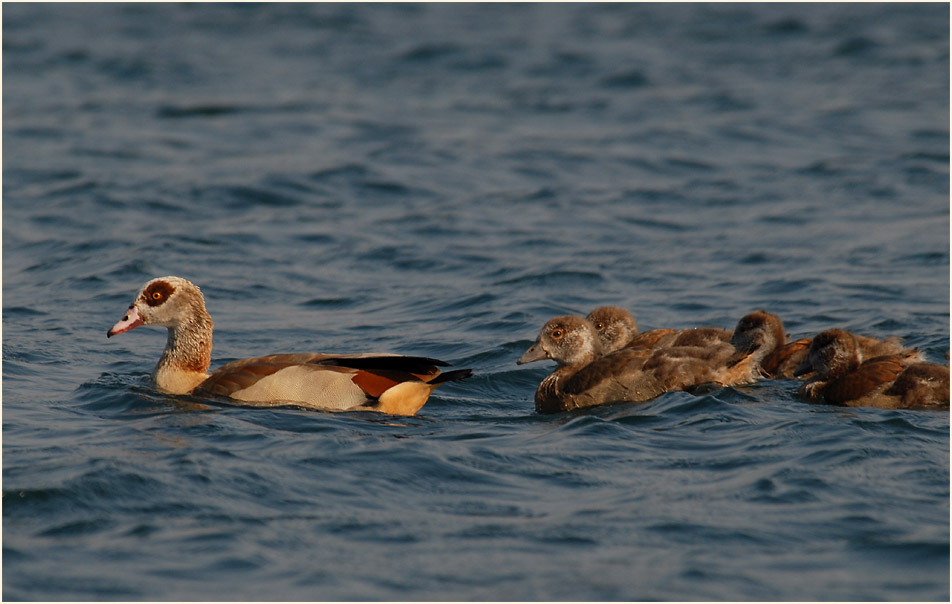 Nilgans (Alopochen aegyptiacus)