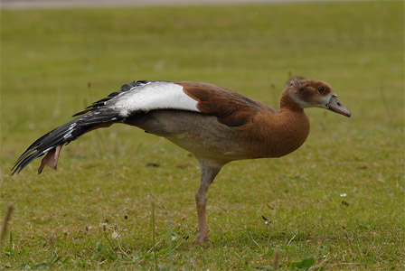 vergrößern