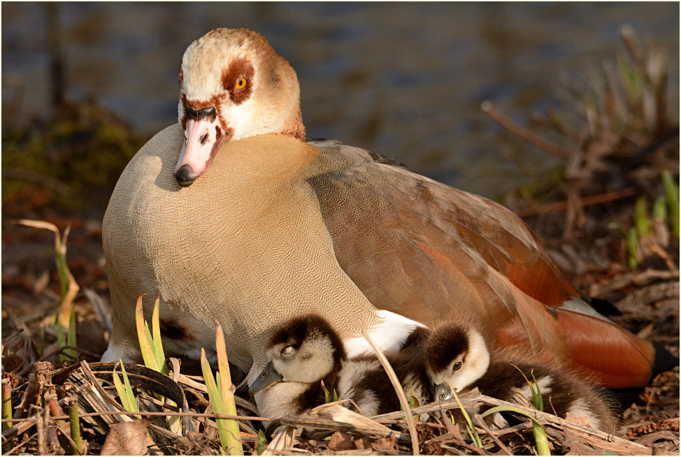 Nilgans (Alopochen aegyptiacus)