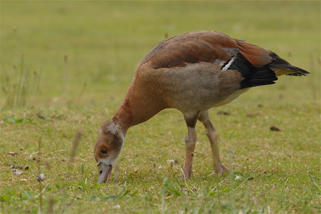 vergrößern