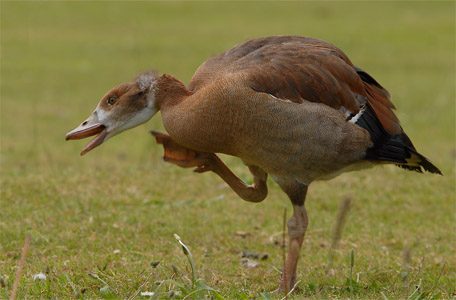 vergrößern