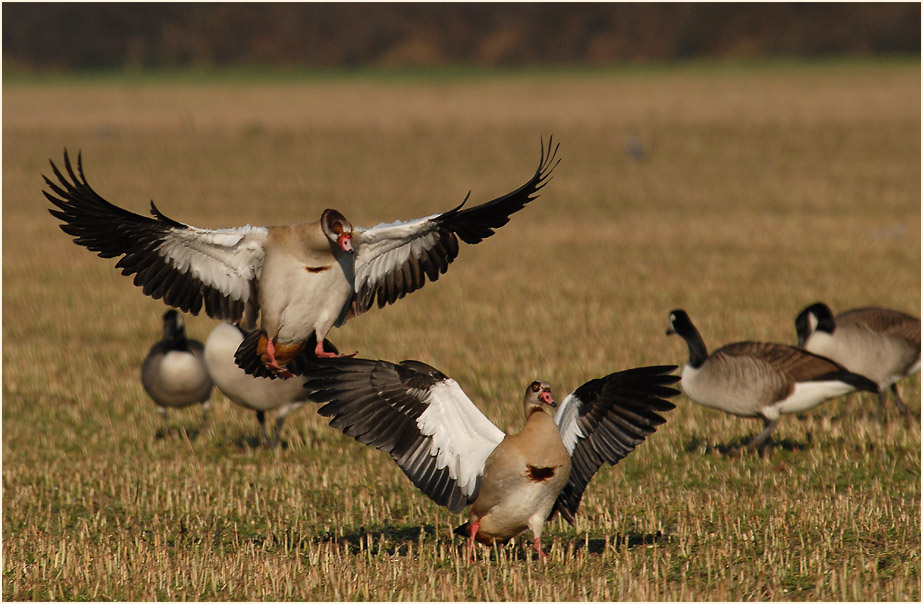 Nilgans (Alopochen aegyptiacus)