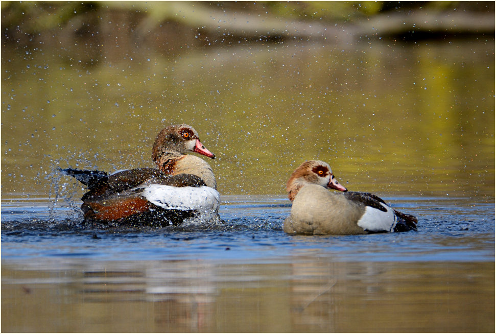 Nilgans (Alopochen aegyptiacus)