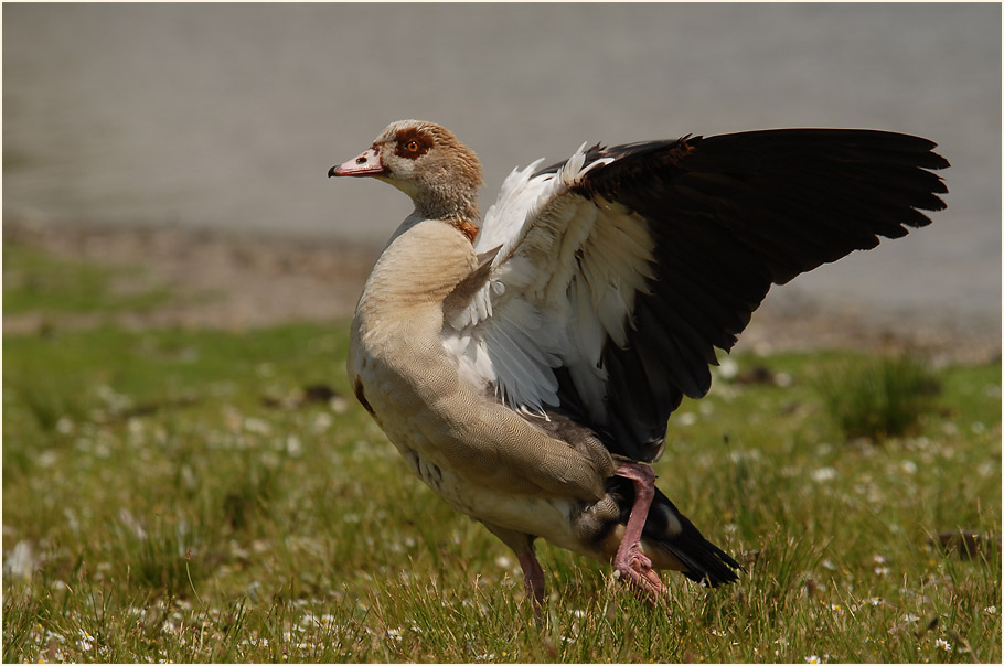 Nilgans (Alopochen aegyptiacus)