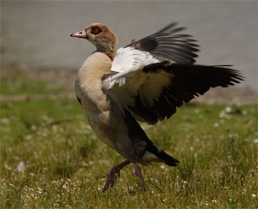 vergrößern