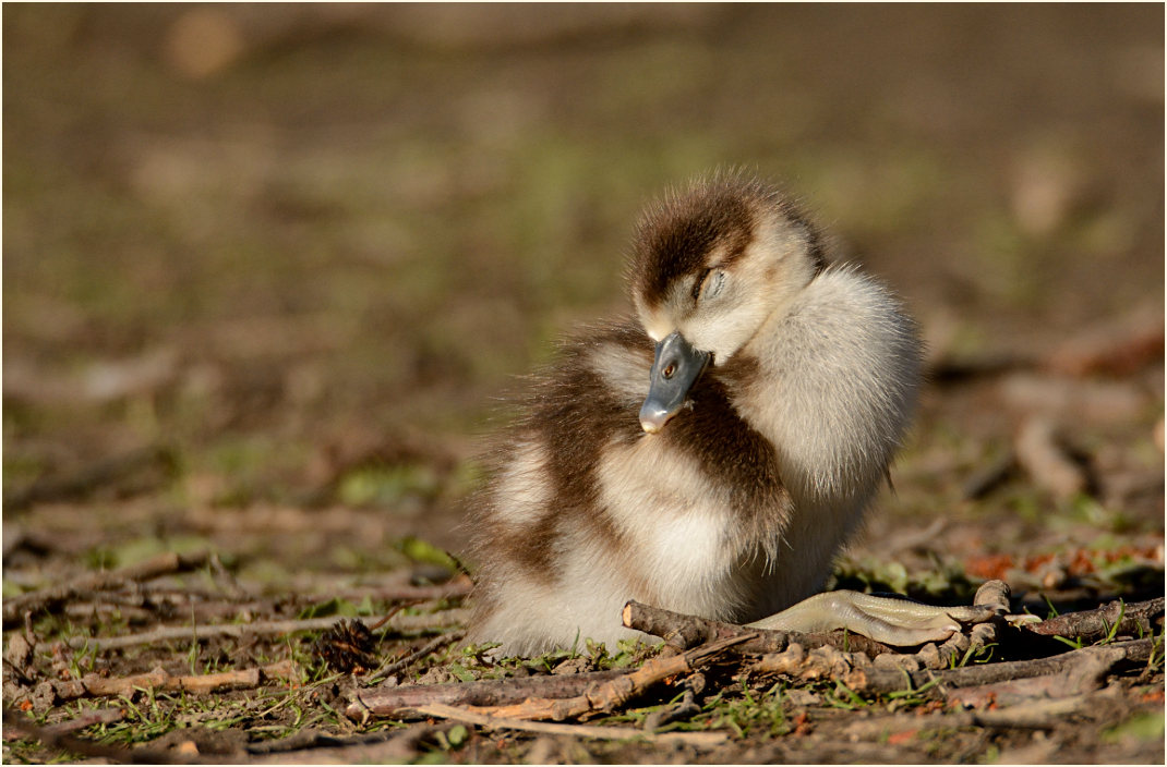 Nilgans (Alopochen aegyptiacus)