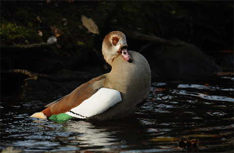 vergrößern