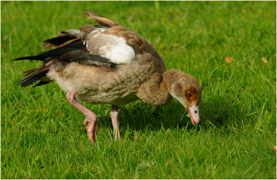 Nilgans (Alopochen aegyptiacus)