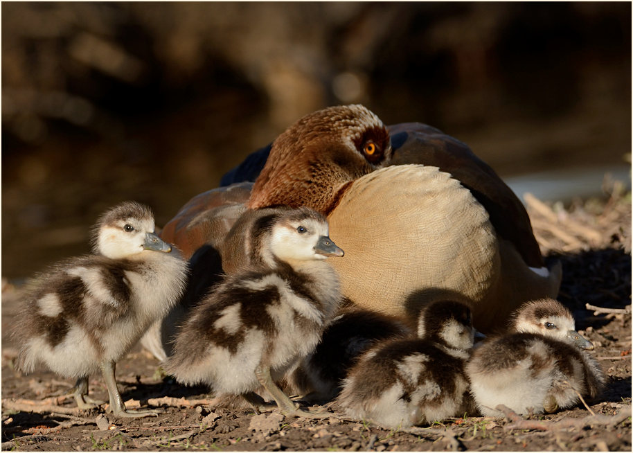 Nilgans (Alopochen aegyptiacus)