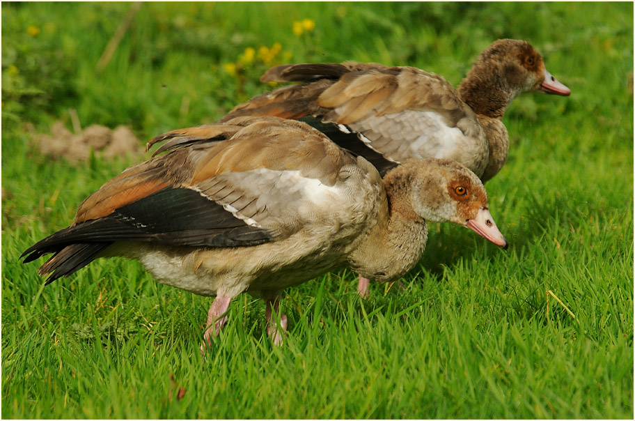 Nilgans (Alopochen aegyptiacus)