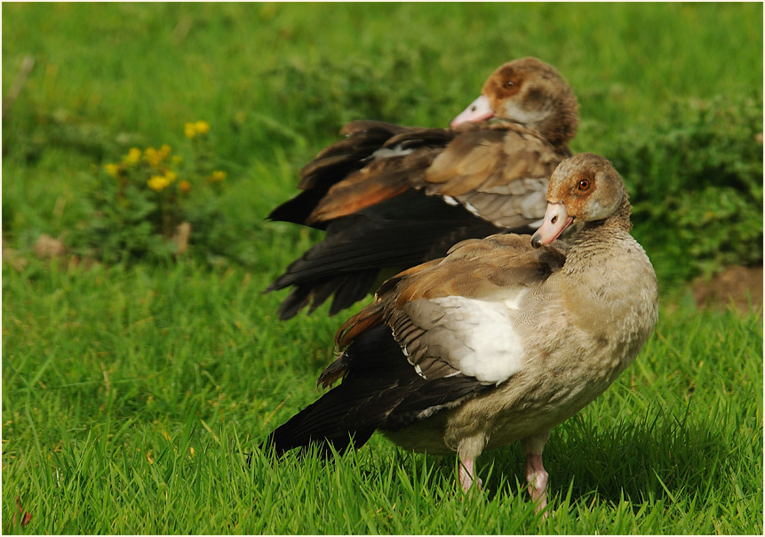 Nilgans (Alopochen aegyptiacus)