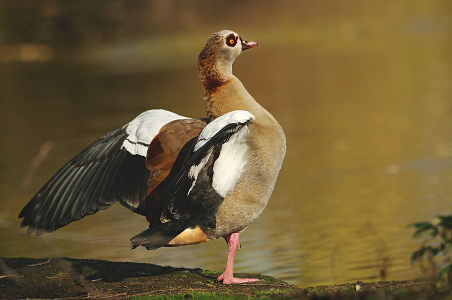 vergrößern