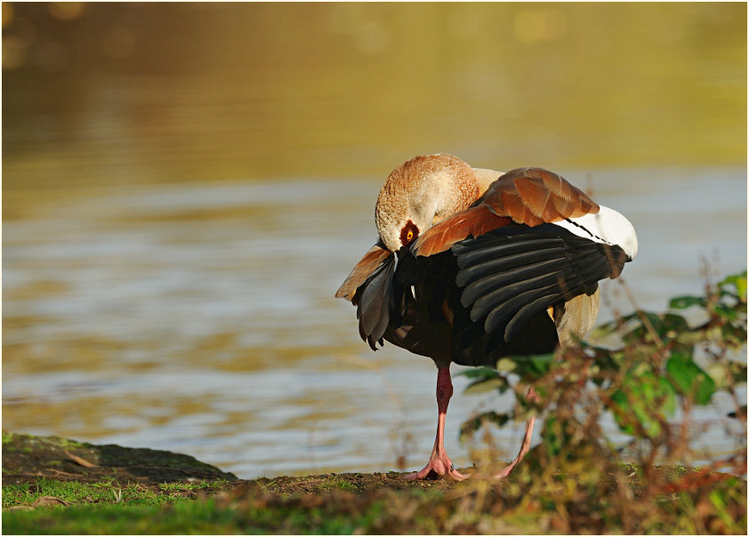 Nilgans (Alopochen aegyptiacus)