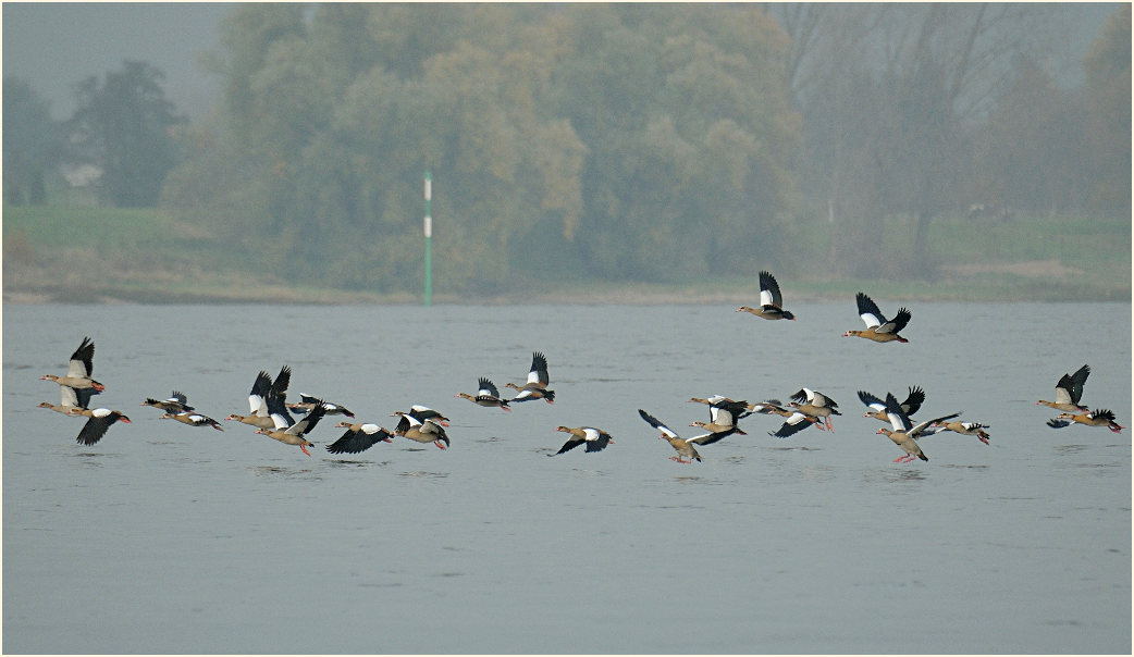 Nilgans (Alopochen aegyptiacus)