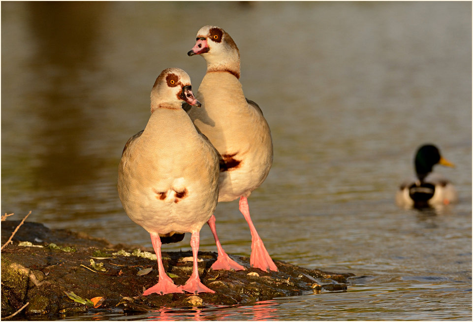 Nilgans (Alopochen aegyptiacus)