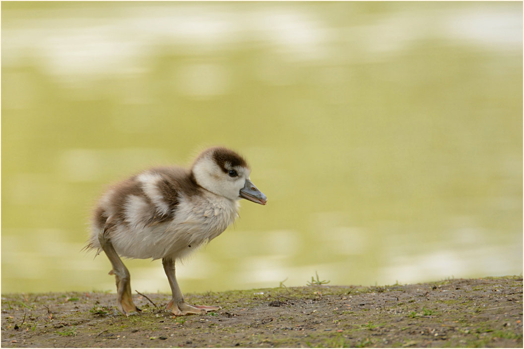 Nilgans (Alopochen aegyptiacus)