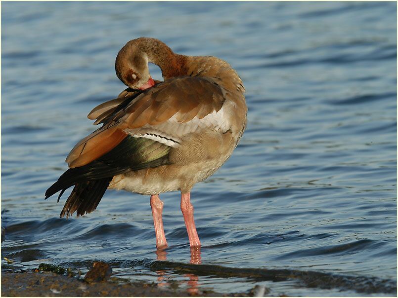 Nilgans (Alopochen aegyptiacus)