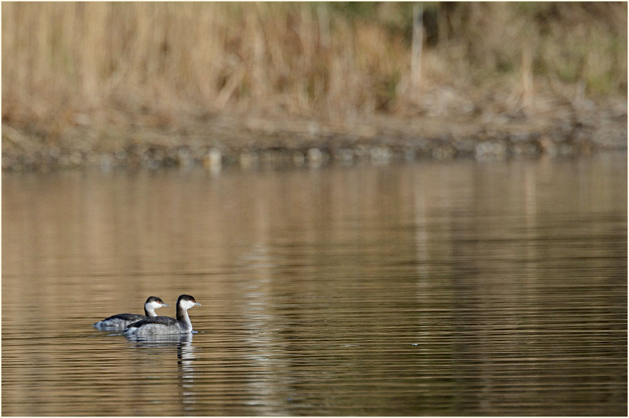  Ohrentaucher (Podiceps auritus)