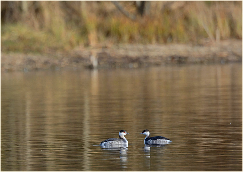  Ohrentaucher (Podiceps auritus)