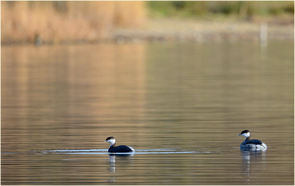  Ohrentaucher (Podiceps auritus)