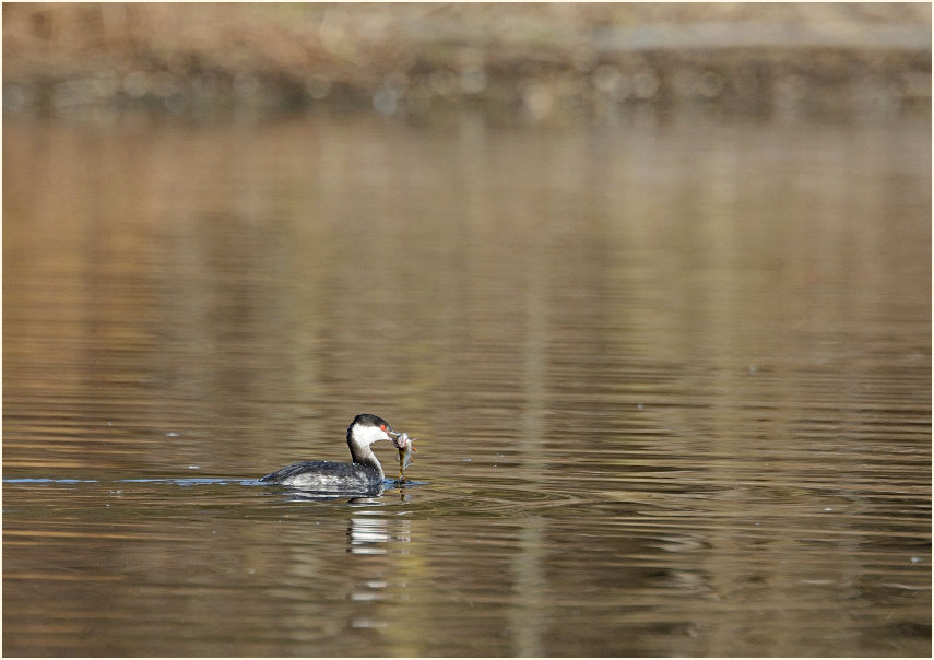  Ohrentaucher (Podiceps auritus)