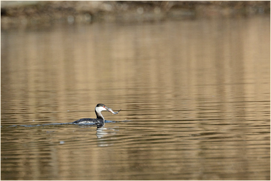  Ohrentaucher (Podiceps auritus)