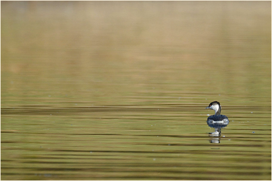 Ohrentaucher (Podiceps auritus)