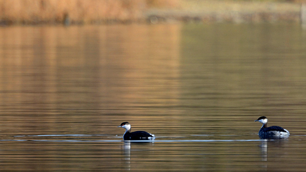  Ohrentaucher (Podiceps auritus)