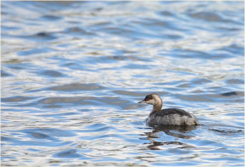  Ohrentaucher (Podiceps auritus)